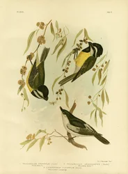 Frontal Shrike-Tit oder Crested Shrike-Tit, 1891